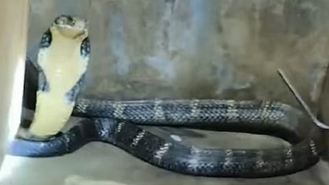 king cobra 