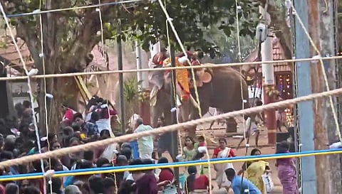 High Court raises questions over elephant procession at Koyilandy temple