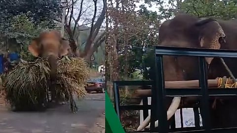 Elephant