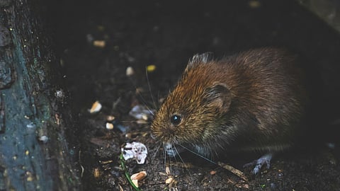 rat