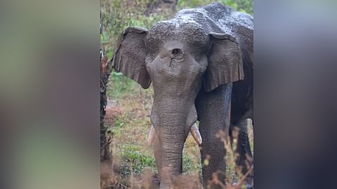 ഒരുമാസത്തോളം രക്ഷാപ്രവര്‍ത്തനം വൈകിയതോടെ മസ്തകത്തിലെ വ്രണം ഒരടിയോളം ആഴത്തിലേക്കു വ്യാപിച്ചു.