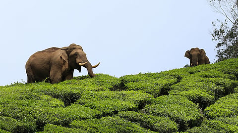 കാട്ടാനക്കലിയില്‍ പൊലിഞ്ഞത് 13 ജീവന്‍