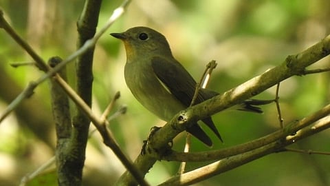 A haven for birds 