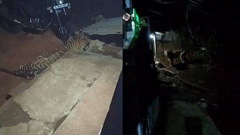 tiger