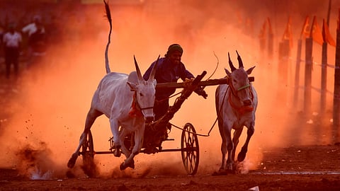 bullock cart race 