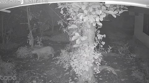 leopard that terrorized Chalakudy will be drugged; 100 cameras and expert doctors are ready