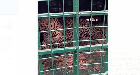 kasargod leopard