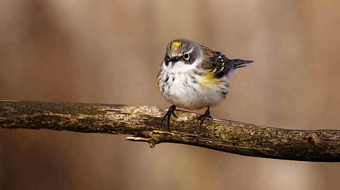 yellow warblers