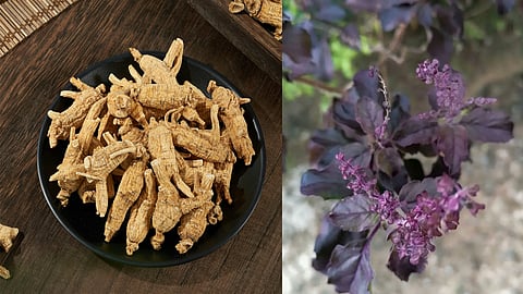 tulsi and ginger