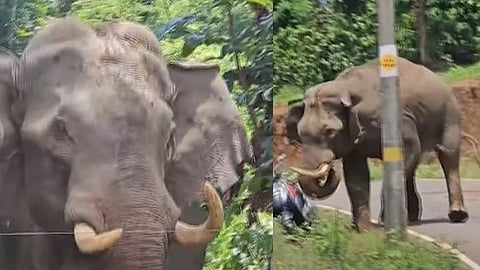 Wild Elephant