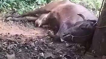 Cow's mouth explodes after biting into pork crackling wrapped in gourd; investigation