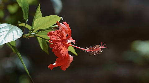 Hibiscus TEA 