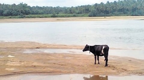
ഭാരതപ്പുഴയില്‍ അലഞ്ഞു തിരിയുന്ന കന്നുകാലികളില്‍ ഒന്ന് 


