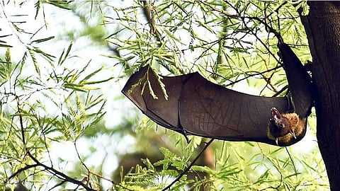 bats