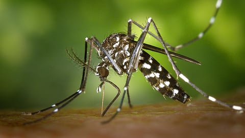 Dengue Fever