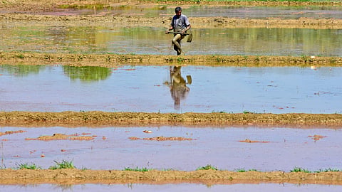 Paddy field,