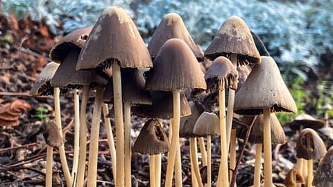 mushrooms 