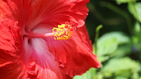 image of hibiscus flower 