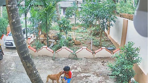 Dog attack