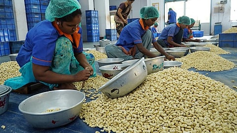  cashews: India emerges as largest consumer globally
