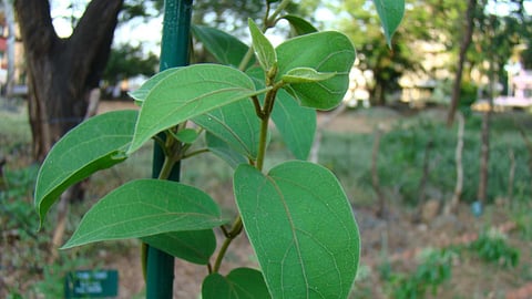 Gurmar Plant