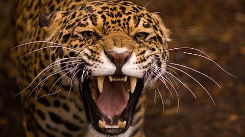 leopard attack 