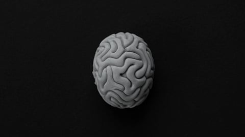 Monochrome Photo of a Brain