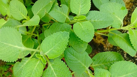 image of panikoorkka plant