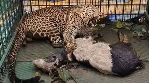 Leopard