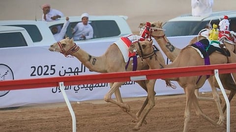 camal race