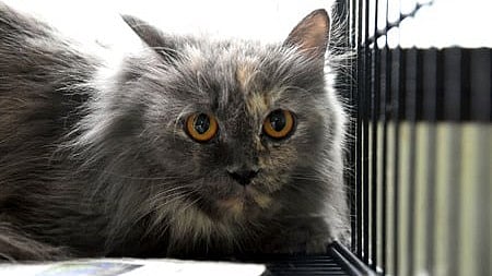 Chinese Man Offers Life Savings To Any Stranger Willing To Care For His Cat