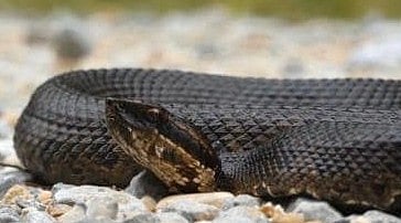 Man and son die of snakebite in Chhattisgarh wife critical