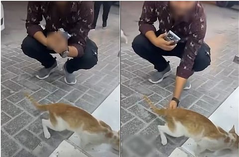 CAT