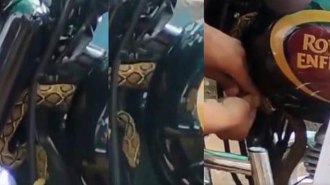 Snake in Bullet