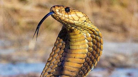 Veterinary Clinic Revives Cobra Injured by Stray Dog in Cheemeni
