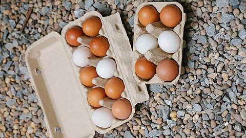 brown and white eggs