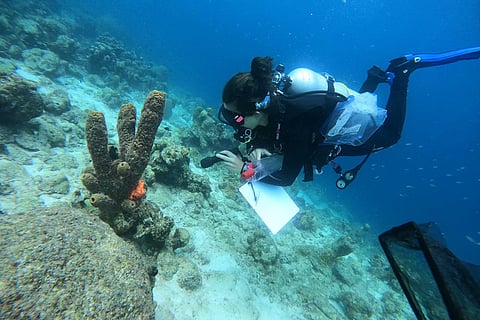 marine biologist