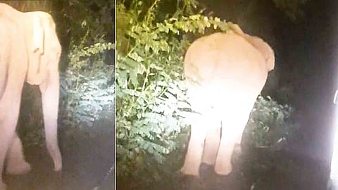 wild elephant