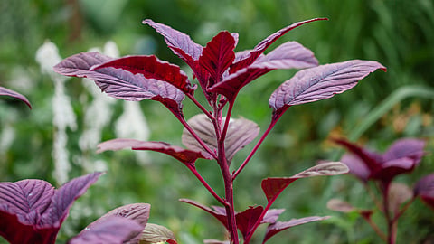 Red spinach, Diabetes