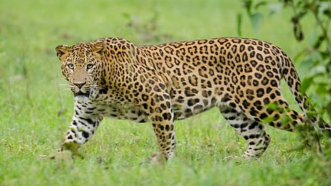 leopard enters house 