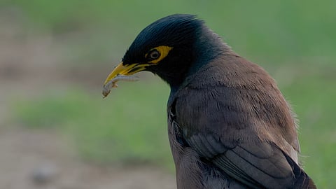 Myna Birds