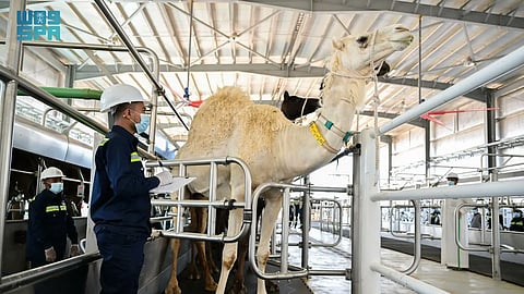 Camel Milk 