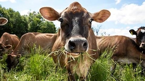 UP: Days before Bakrid, Muslim organisations demand 'national animal' status for cow .