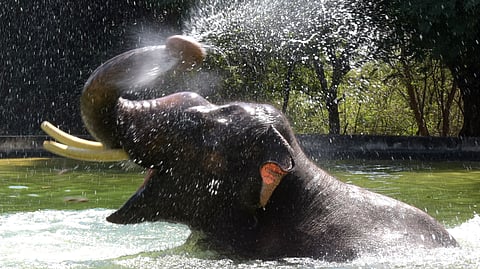 Elephant