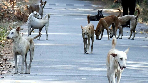 Street Dogs