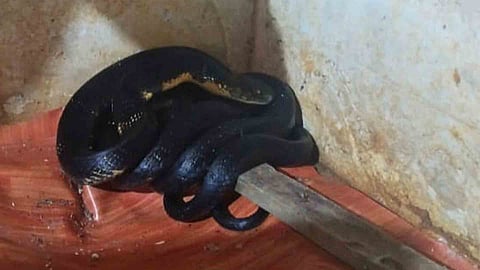 King Cobra 