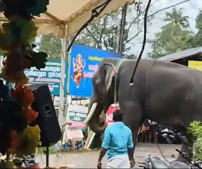 Elephant