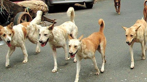 Stray Dogs