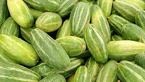 Ivy Gourd