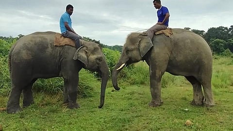 Qatar Elephant